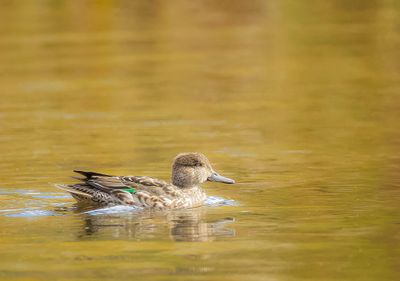 Green - Winged Teal  --  Sarcelle D'Hiver 