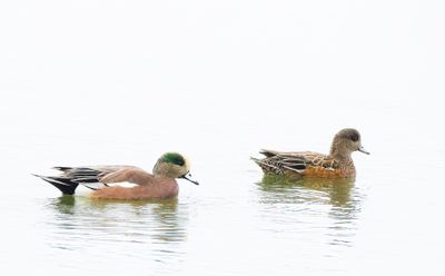 American Wigeon  --  Canard D'Amerique