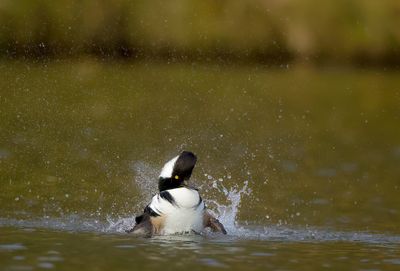 Hooded MerGanser  --  Harle Couronne