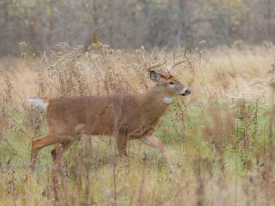 White-Tail Deer  --  Cerf De Virginie