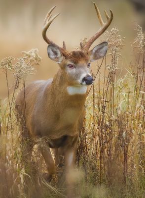 White-Tail Deer  --  Cerf De Virginie