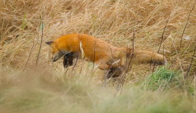 Red Fox  --  Renard Roux
