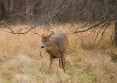 White-Tail Deer  --  Cerf De Virginie