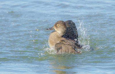 Ring-Necked Duck  --  Fuligule A Collier