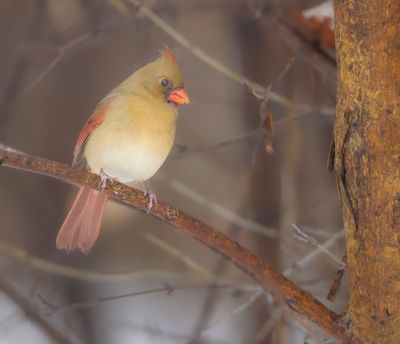 Northern Cardinal -- Cardinal Rouge