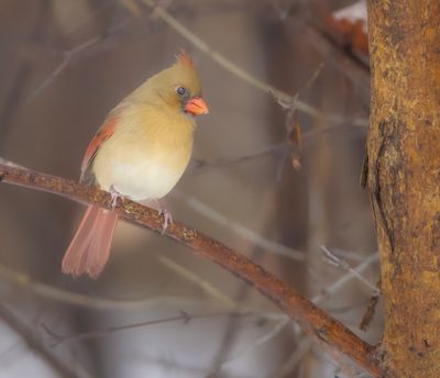 Northern Cardinal  --  Cardinal Rouge