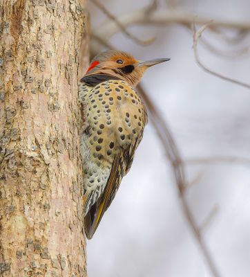 Northern Flicker -- Pic Flamboyant