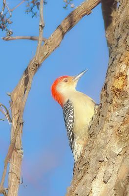 Red-Bellied WoodPecker  --  Pic A Ventre Roux