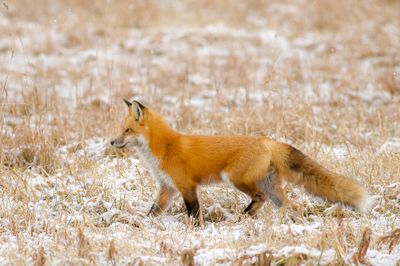 Red Fox  --  Renard Roux