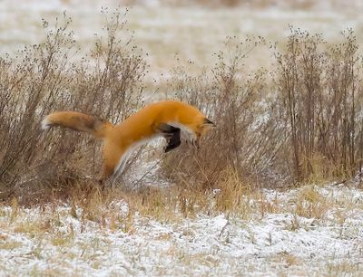 Red Fox  --  Renard Roux
