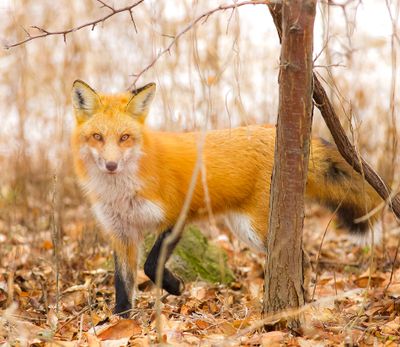 Red Fox  --  Renard Roux