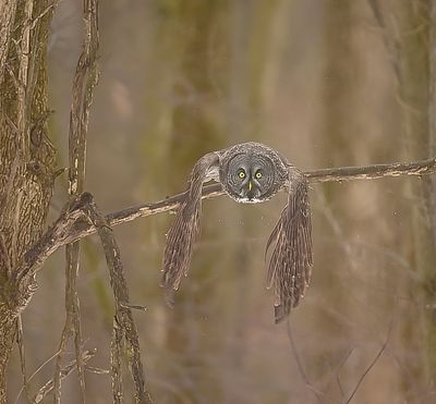Great Gray Owl  --  Chouette Lapone