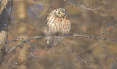 Boreal Owl -- Nyctale De Tengmalm