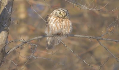 Boreal Owl  --  Nyctale De Tengmalm