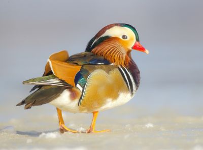 Mandarin Duck  --  Canard Mandarin