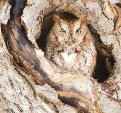 Eastern Screech-Owl ( RED MORPH)  --  Petit-Duc Macule ( ROUX )