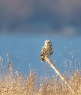Short-Eared Owl  --  Hibou Des Marais