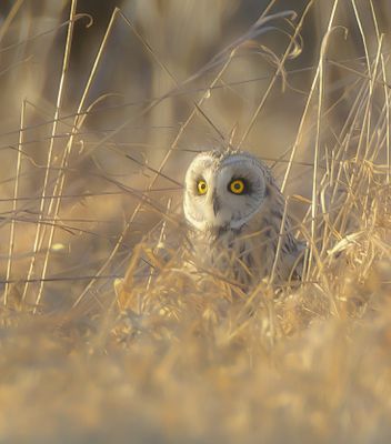 Short-Eared Owl  --  Hibou Des Marais
