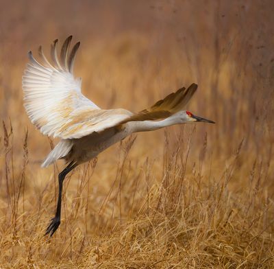 SandHill Crane  --  Grue Du Canada