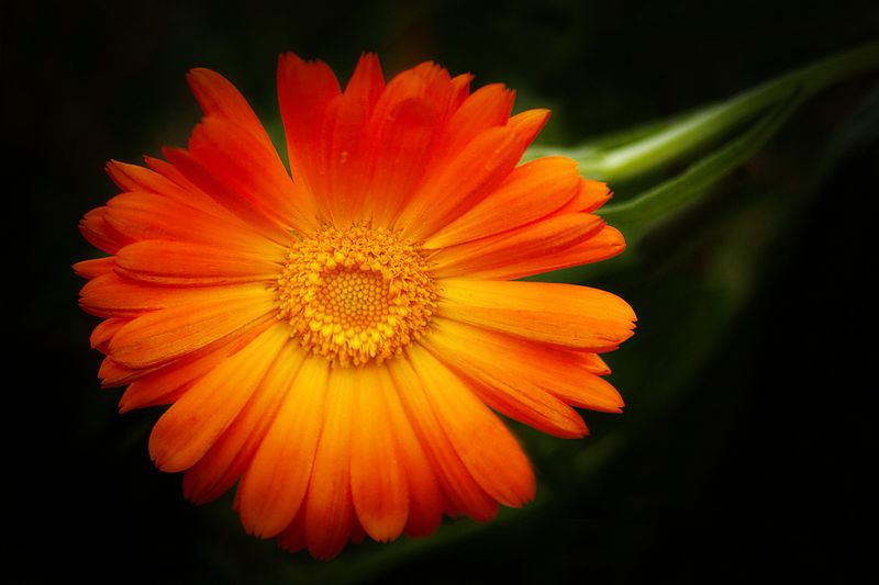 Wild Orange  Marigold 12.jpg