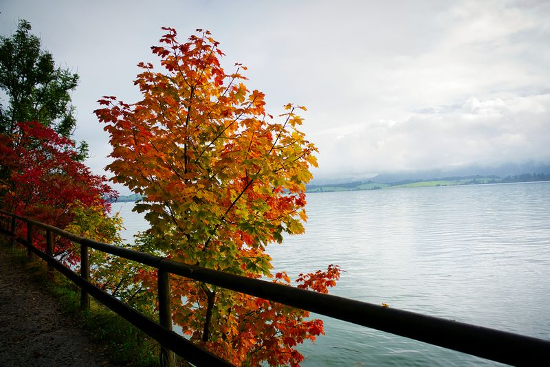 Forggensee in the Morning