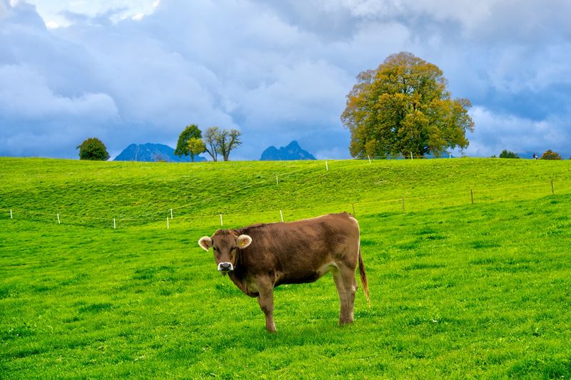 Alpine Cow