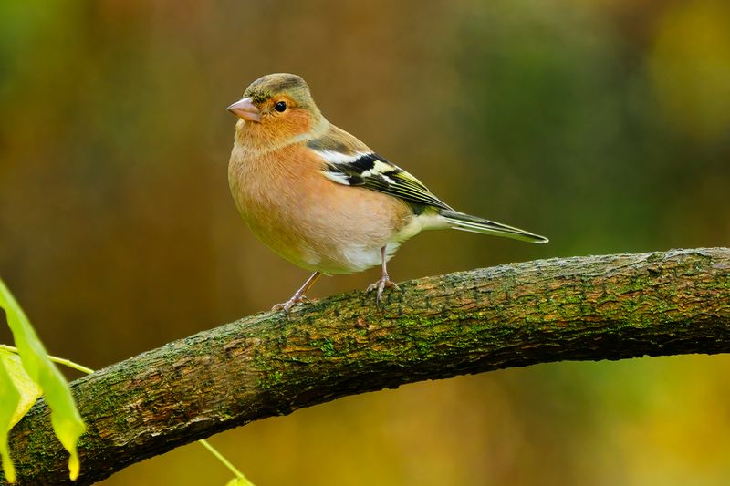 Backyard Bird Watching