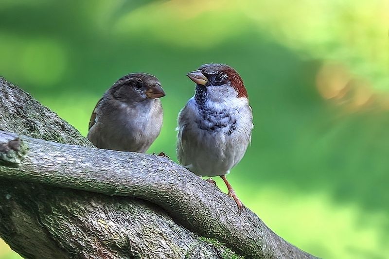 House- and Field Sparrows