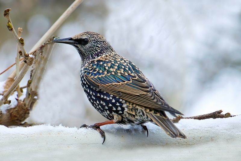 Starling in our icy Backyard