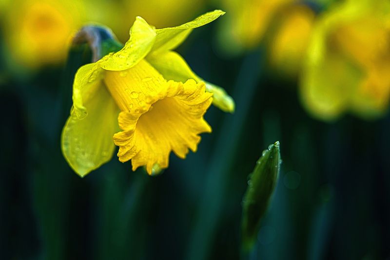 January Daffodils