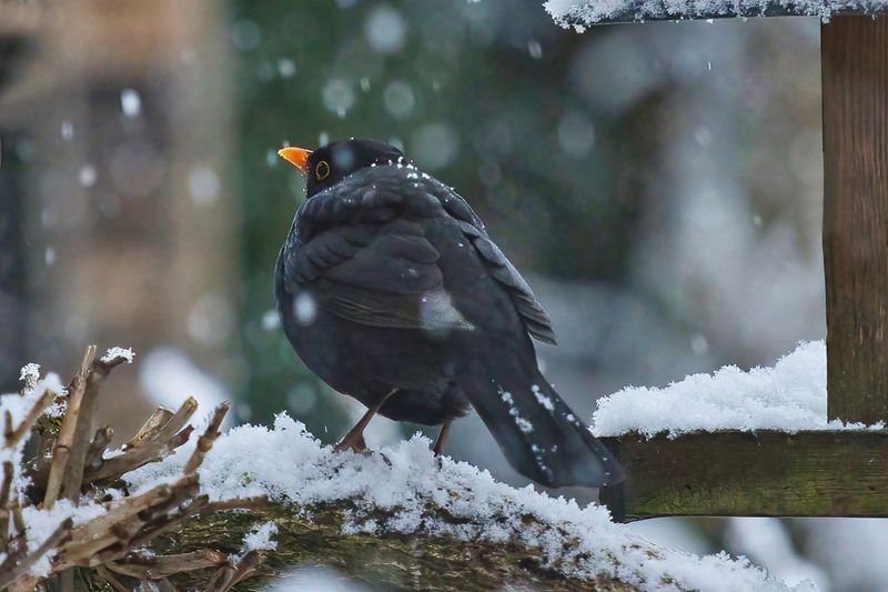 Blackbird in a Snow Storm