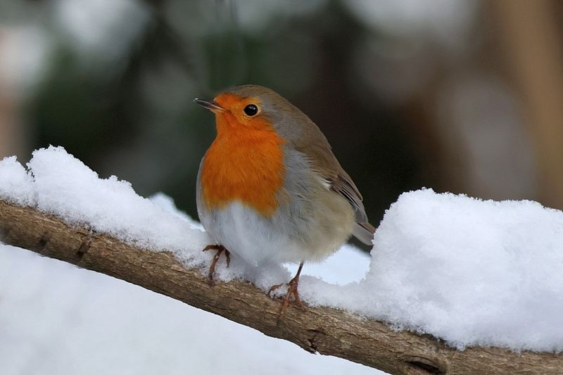 Cold Robin in the Snow