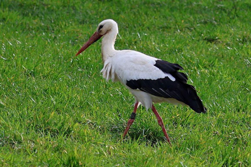 Stork looking for Food in the Field
