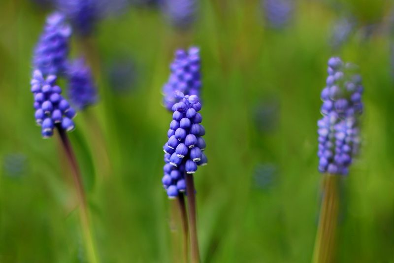 Grape Hyacinth