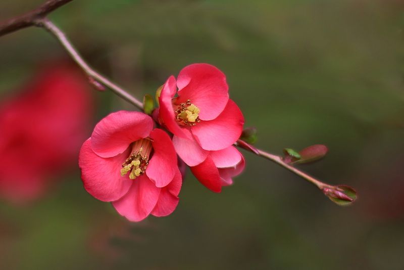 Flowering Quince