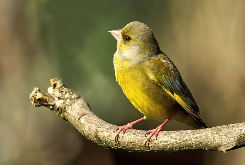 European Green Finch male