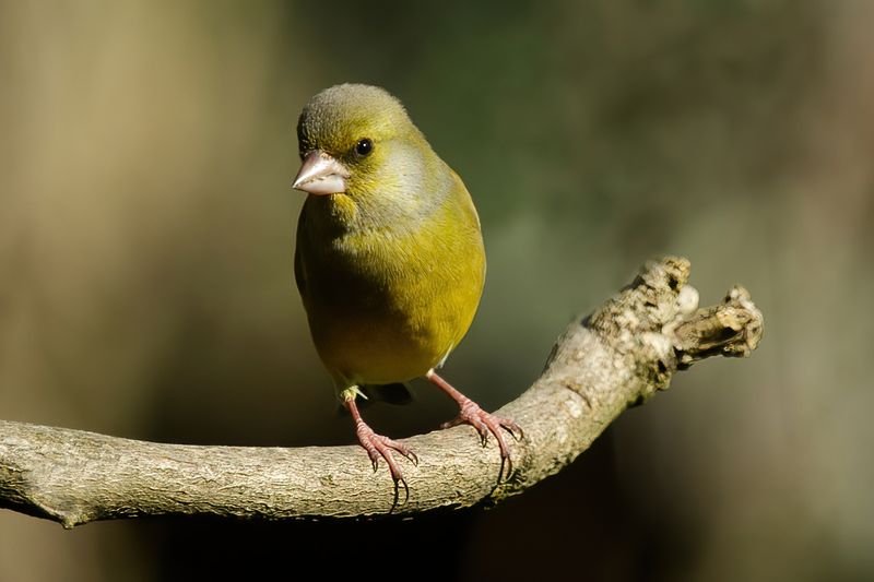 European Green Finch male