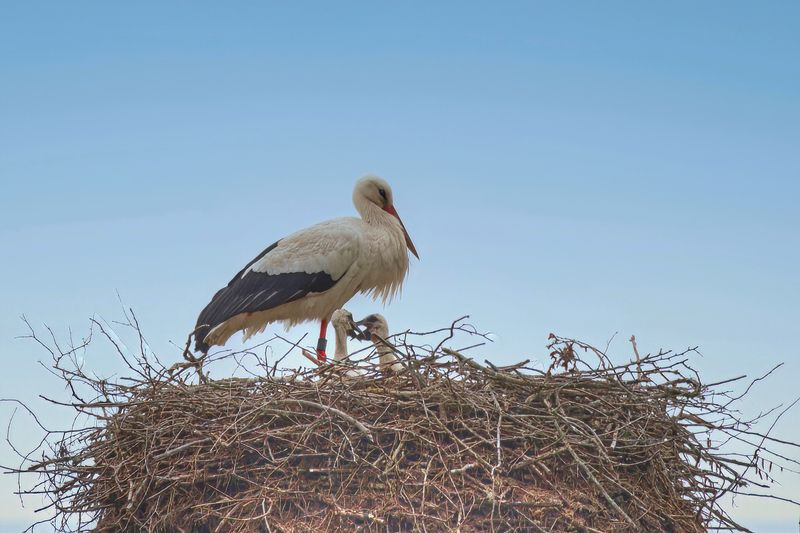 The First Baby Storks