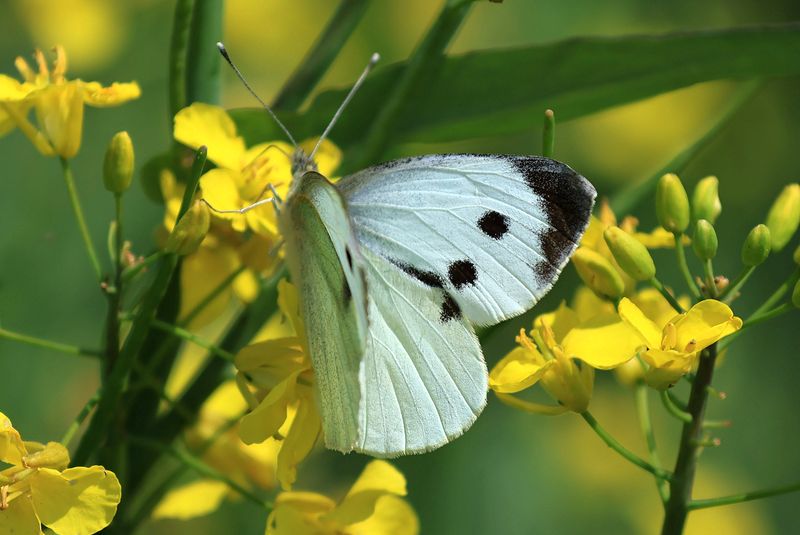 Cabbage White in the Canola Field 