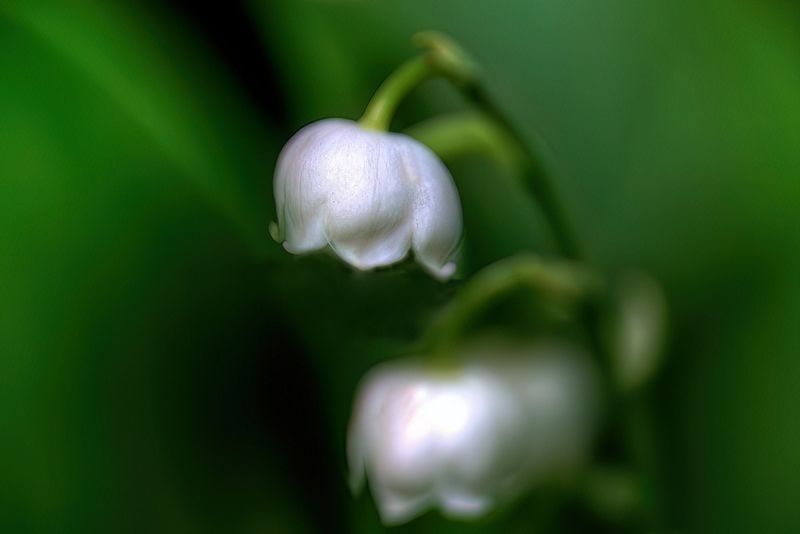 Macro Lily of the Valley