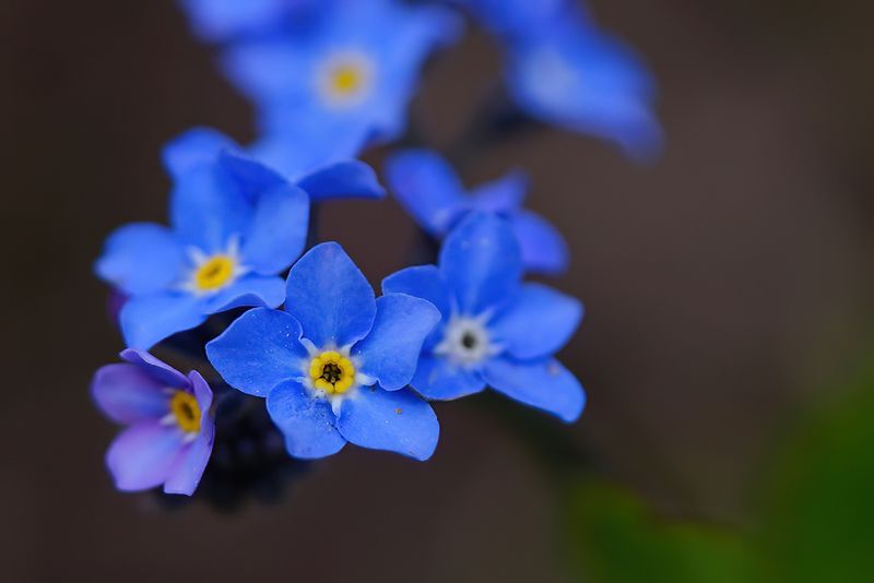 Forget-me-not