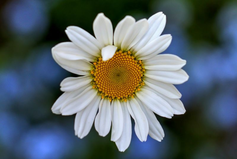 Miniature  Daisy...  in a  bed of Forget-me-nots