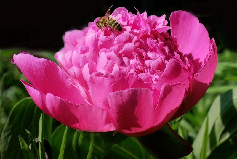 Peonie and Bee