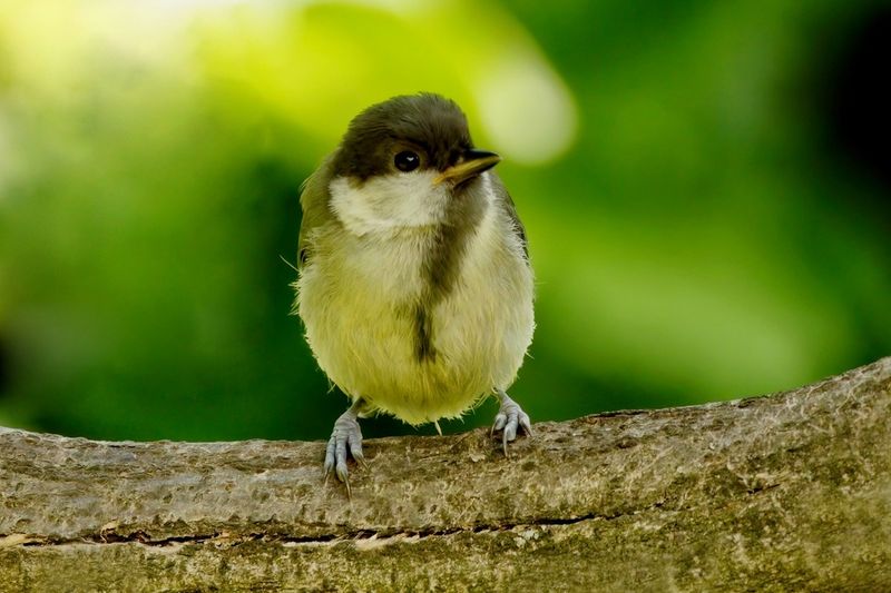 Baby Great Tit 