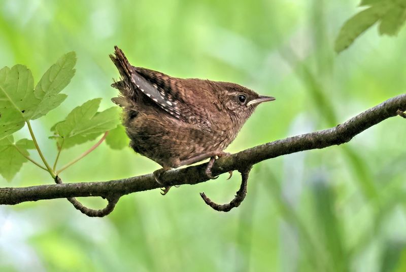 Young Wren 
