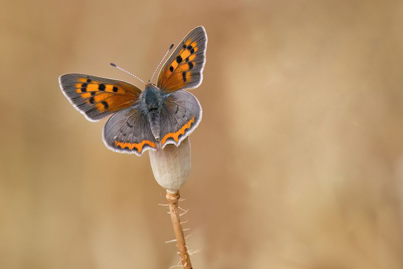 Small Copper Open Wings