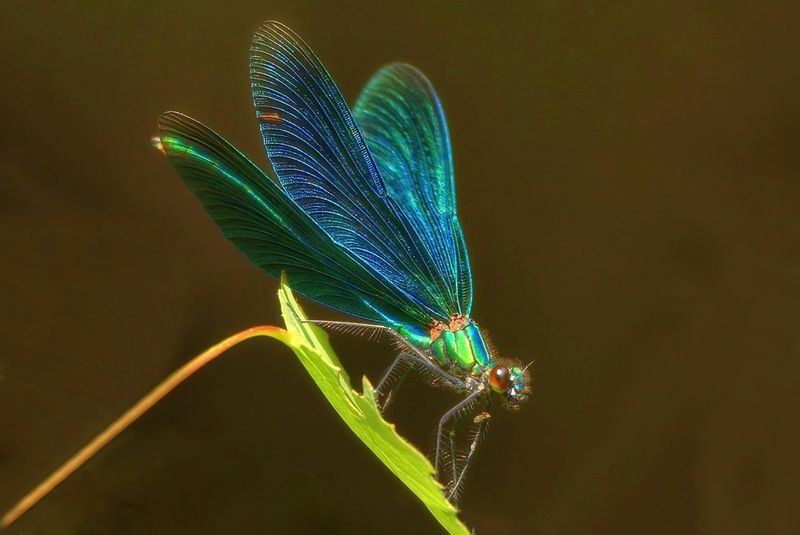 Beautiful Demoiselle (Male)