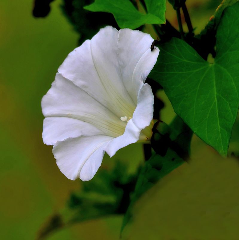 Morning Glory at the Duck Pond
