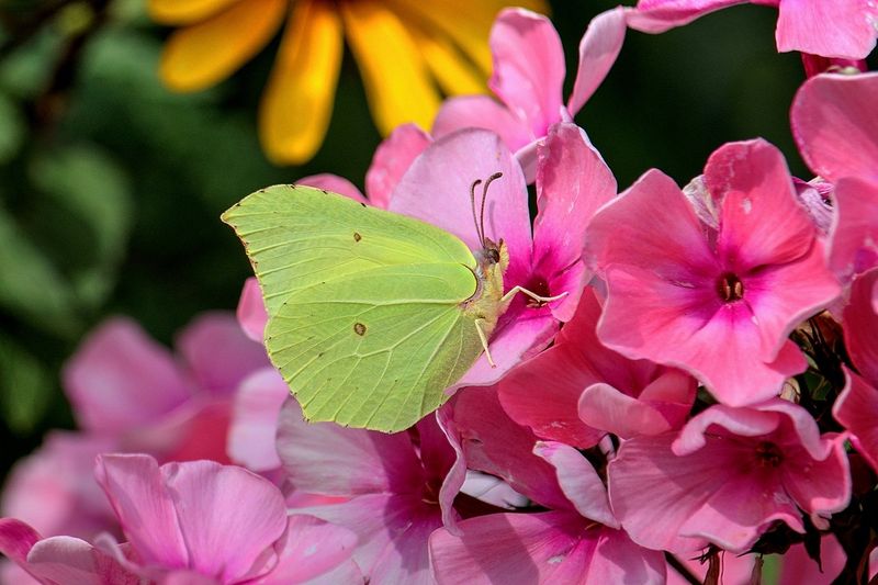 Brimstone on our Phlox