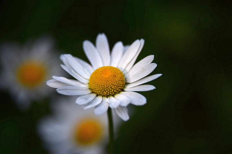 Daisy and Friends